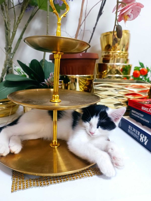 Котенок, 3.5 месяца Котенок, 3.5 месяца