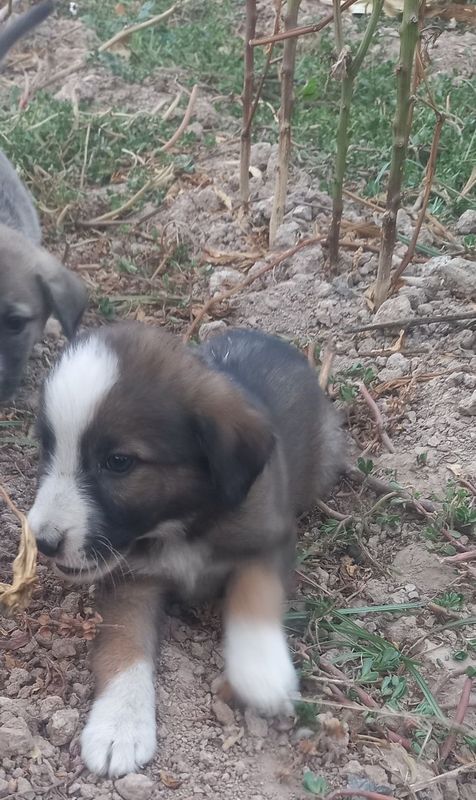 Kuchuklar yahshi qollarga beramiz bepul sho'rchi tumanida
