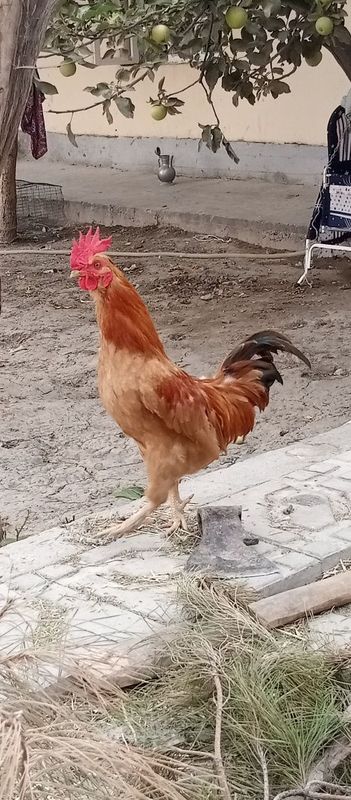Xuroʻzcha sotiladi Xuroʻzcha sotiladi