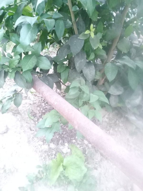 50 talik temir truba sotiladi 50 talik temir truba sotiladi