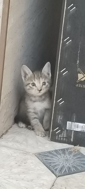 Продаются котята Продаются котята