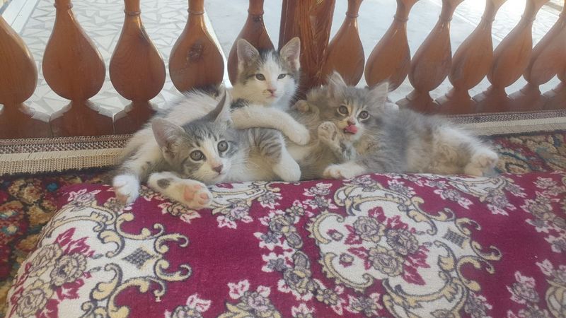 Жайдари мушукчалар мехрибон к,улларга хадя к,иламан кувнок угилбола Жайдари мушукчалар мехрибон к,улларга хадя к,иламан кувнок угилбола