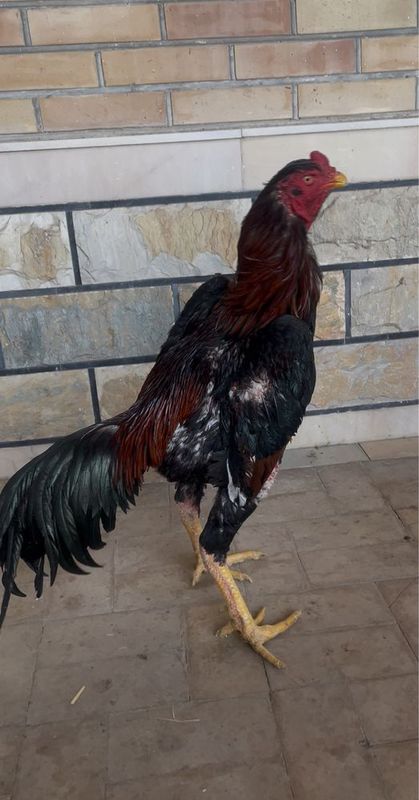 Yapon shamo zot tulak 5 kg toza qon narxi 700 ming Yapon shamo zot tulak 5 kg toza qon narxi 700 ming