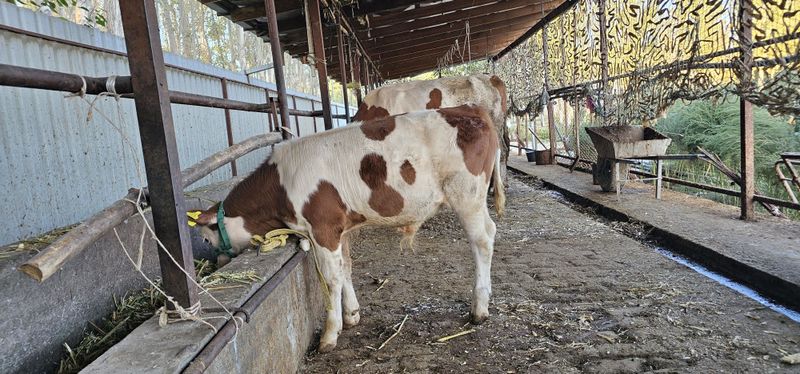 Simmental erkak buzoq 2,5 oylik