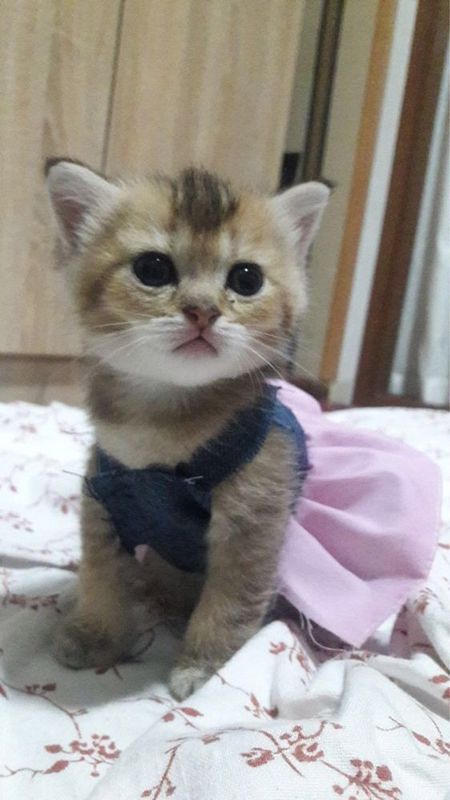 Mushuk sotiladi zoti shinshila jinsi qiz bola soglom 2 oylik