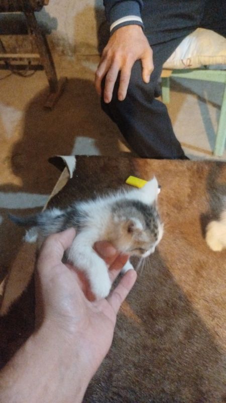 Мушукчани боласи турецкий Анкара боллари Мушукчани боласи турецкий Анкара боллари