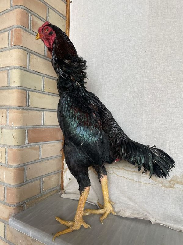 Yapon tozasi vesi 4.4 kg Umuman urushmagan Yapon tozasi vesi 4.4 kg Umuman urushmagan