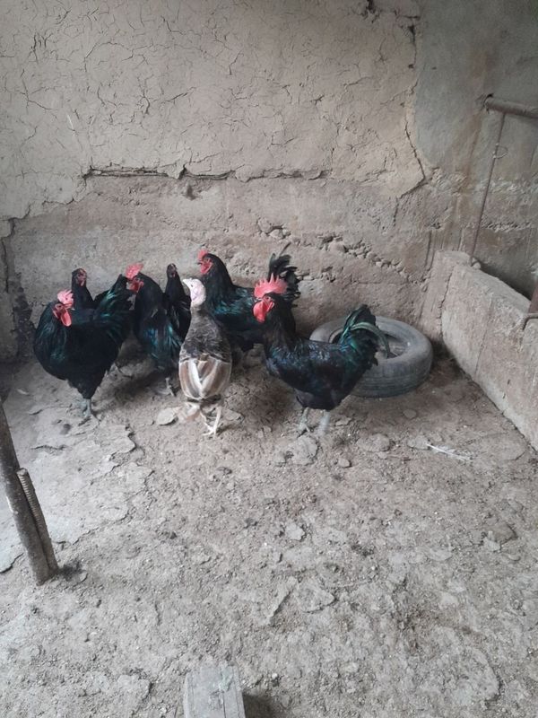 Qora shag'zoda srochna sotiladi
