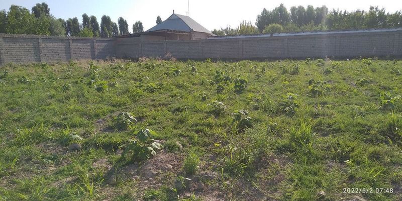 Продается участок земли 40 соток +15. в районе Аккурган. Продается участок земли 40 соток +15. в районе Аккурган.