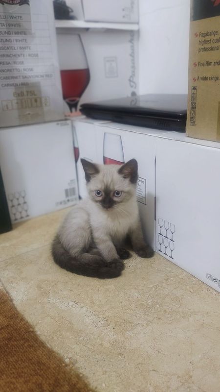 Срочно продаю кочечку сиамскую Срочно продаю кочечку сиамскую