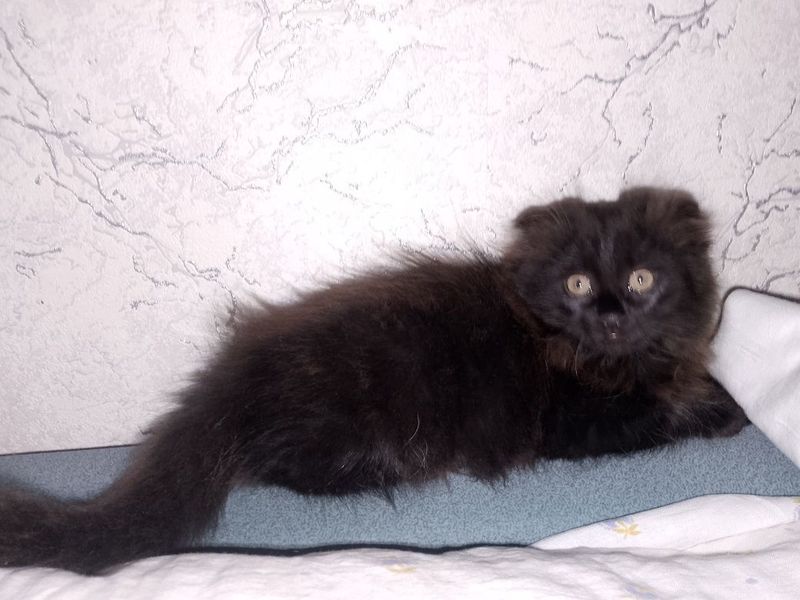 Вислоухая кошечка Вислоухая кошечка