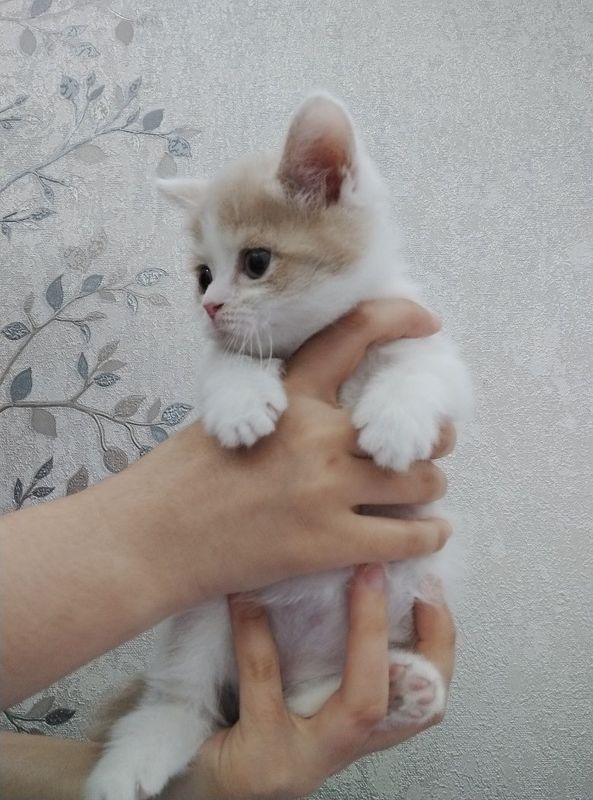Шотландский прямоухи и вислоухий Шотландский прямоухи и вислоухий