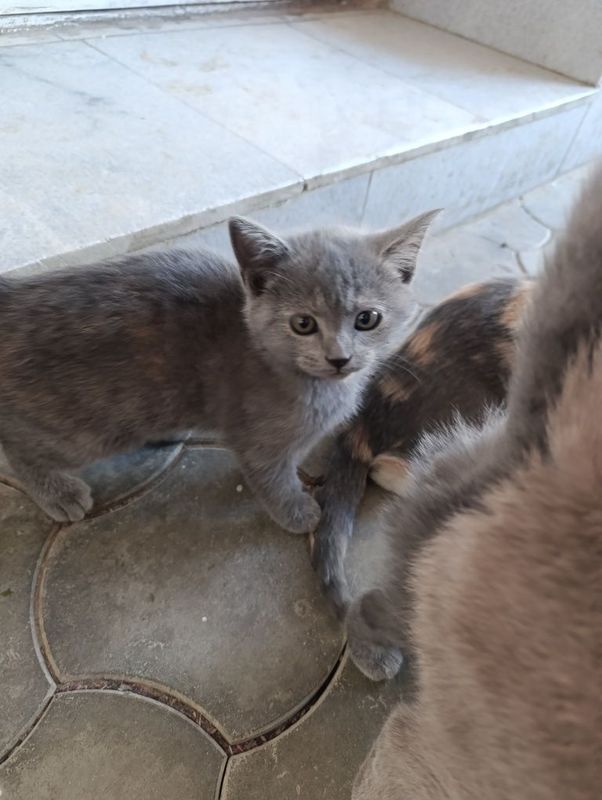 Кошки девочка и мальчик