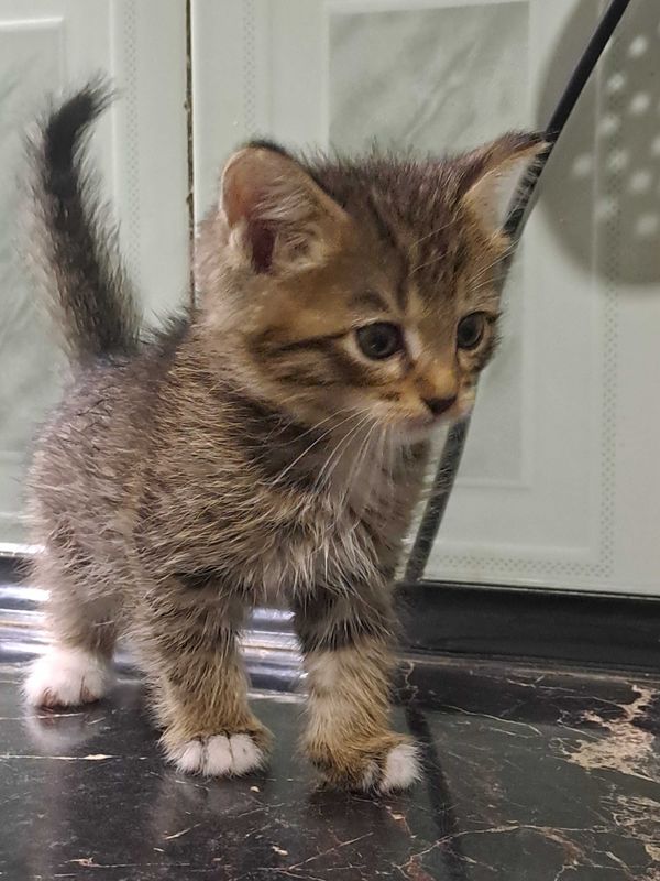 продаётся миленький котёнок