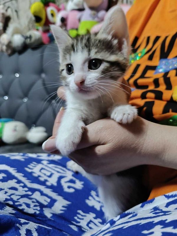 Котенок Девочка в добрые руки Котенок Девочка в добрые руки