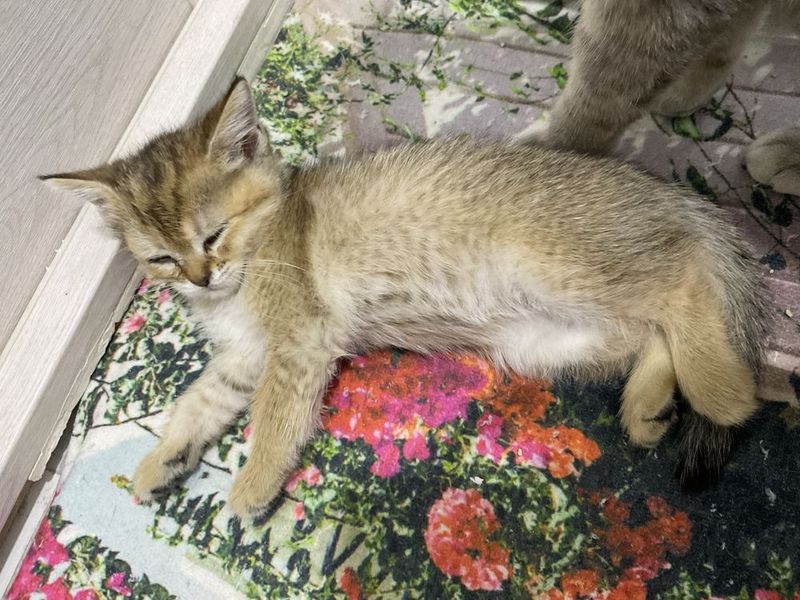 котята скоттиш фолд и вислаухие