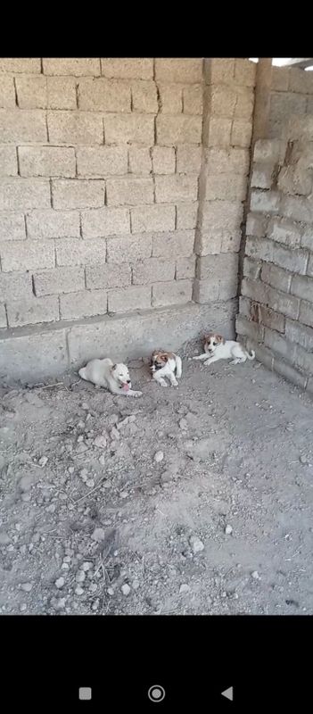 Alabay 1 oylik sotiladi Alabay 1 oylik sotiladi