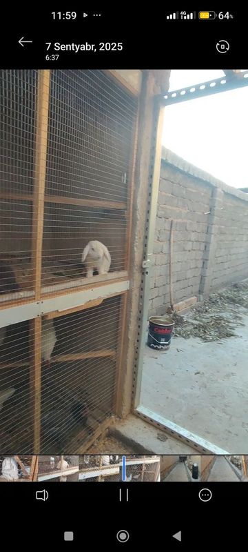 Quyon para sotiladi erkak va urg‘ochi