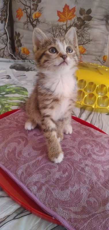 Котенок бесплатно Котенок бесплатно