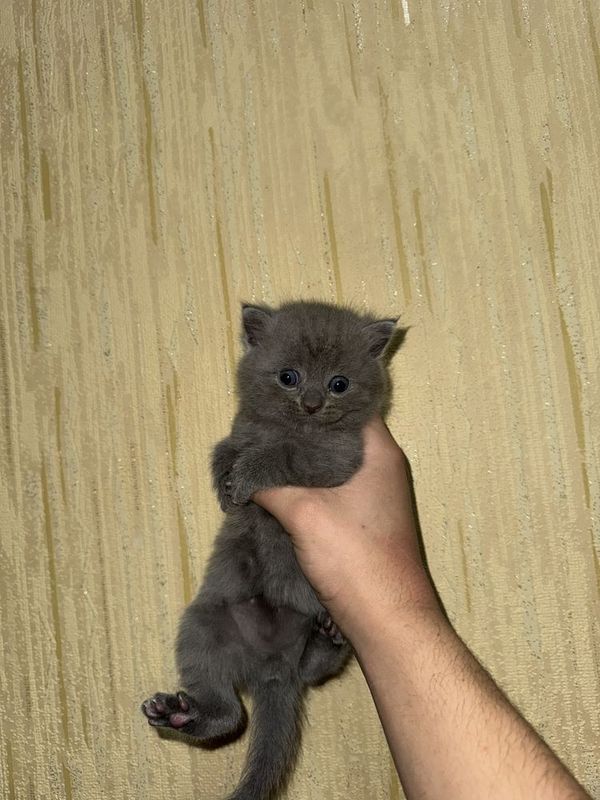 Mushuk. Mushuk.
