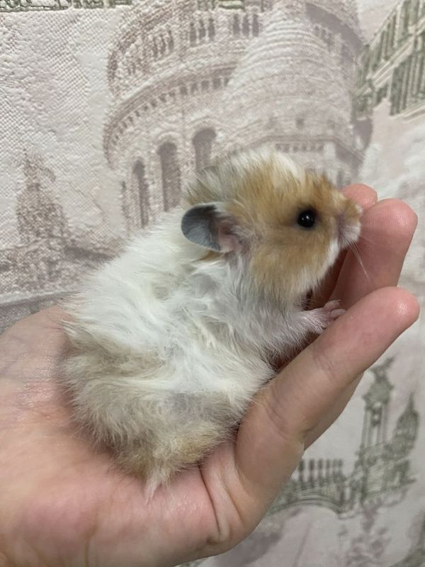 Хомячки девочки 1 месяц маленькие Хомячки девочки 1 месяц маленькие