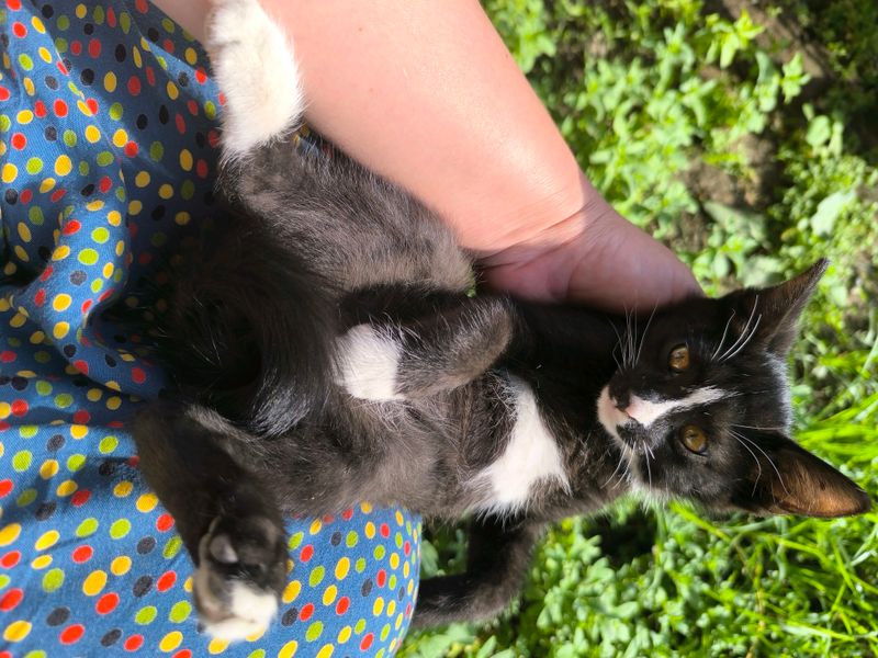 котята мушукчалар бепул котята мушукчалар бепул