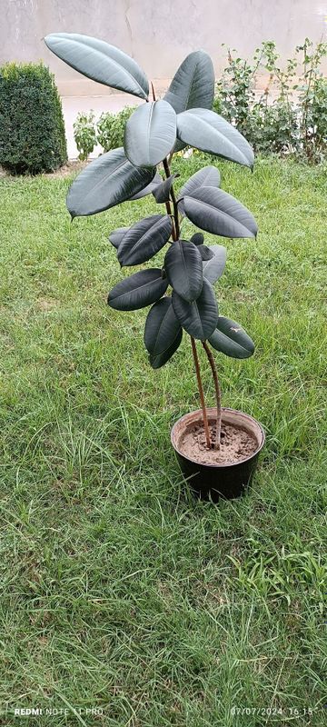 Ficus guli sotiladi