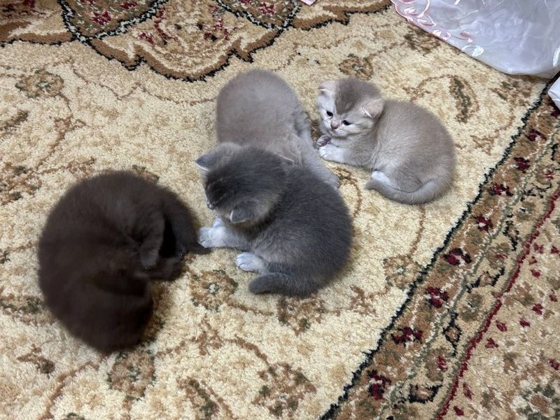 Продаётся котёнок шиншиллы Продаётся котёнок шиншиллы