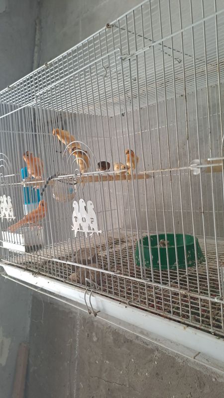 Черняевкада канарейкалар сотилади Черняевкада канарейкалар сотилади