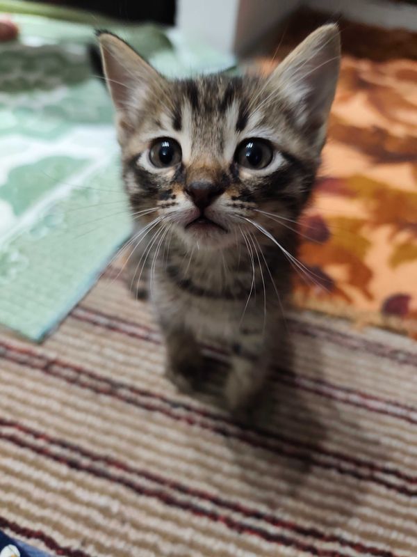 Котята в добрые семьи Котята в добрые семьи