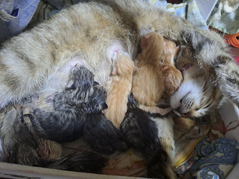 Котята бесплатно Котята бесплатно