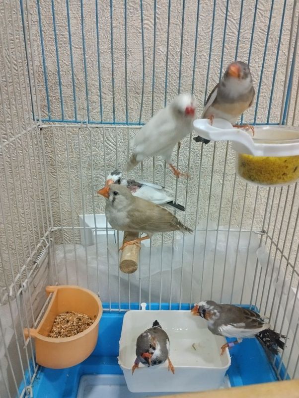 Amadinka sog'lom qushlar