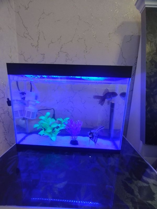 Tayyor Akvarium Balig'i bilan. 200 ming 10 litr. Tayyor Akvarium Balig'i bilan. 200 ming 10 litr.
