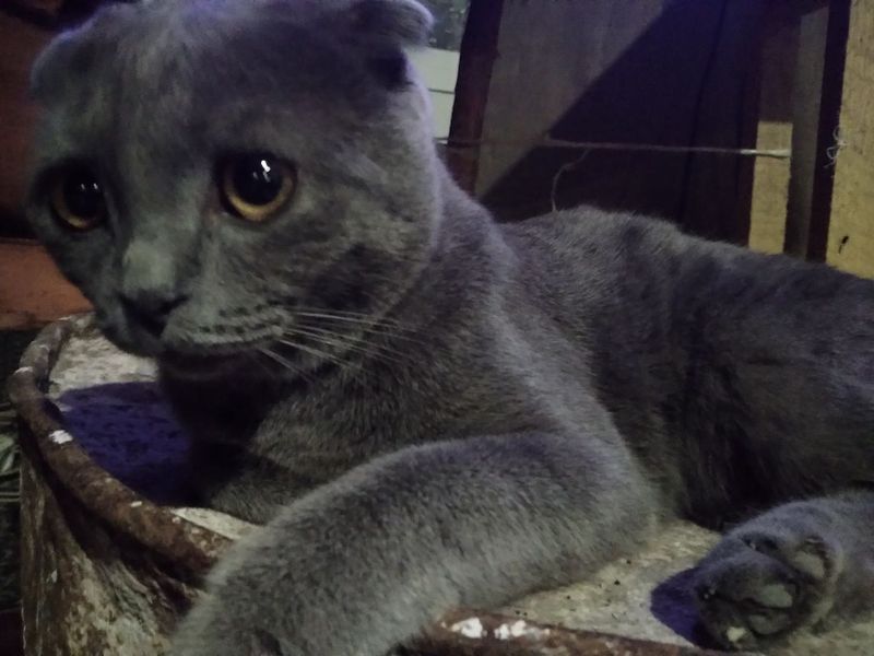 Scottish Fold muwugi arzon narxda Scottish Fold muwugi arzon narxda