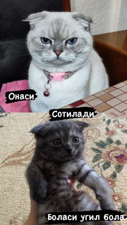 Продаются веслоухий котенок мальчик , порода не смешенная