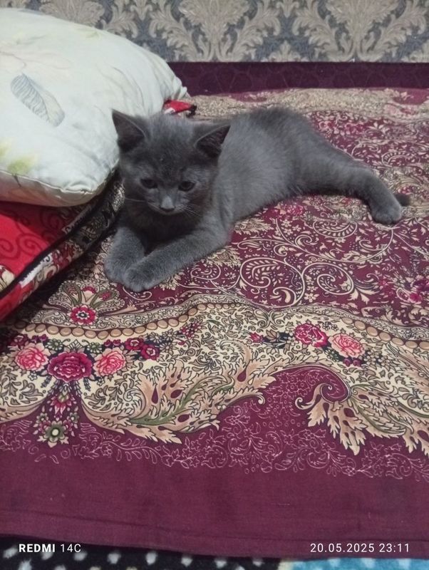 Британская кошка Британская кошка