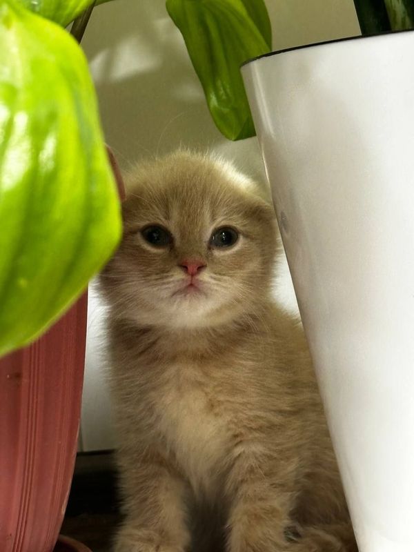 Прадаеться котята пародистые... Очень милые и игривые лоток знают +5.. Прадаеться котята пародистые... Очень милые и игривые лоток знают +5..