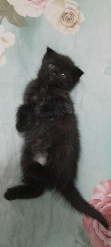Котёнок 2 месяца кушает паштет