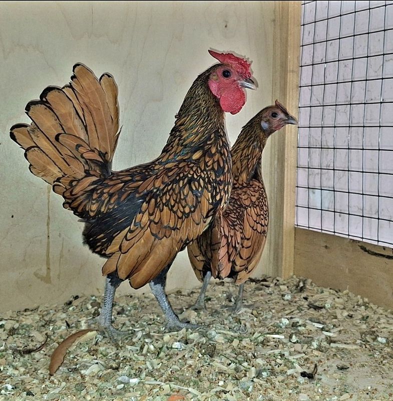 Tovuq bilan xoroz paroda sibrayd Tovuq bilan xoroz paroda sibrayd