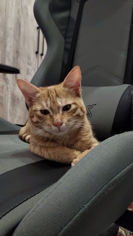 Пропал рыжий кот Пропал рыжий кот