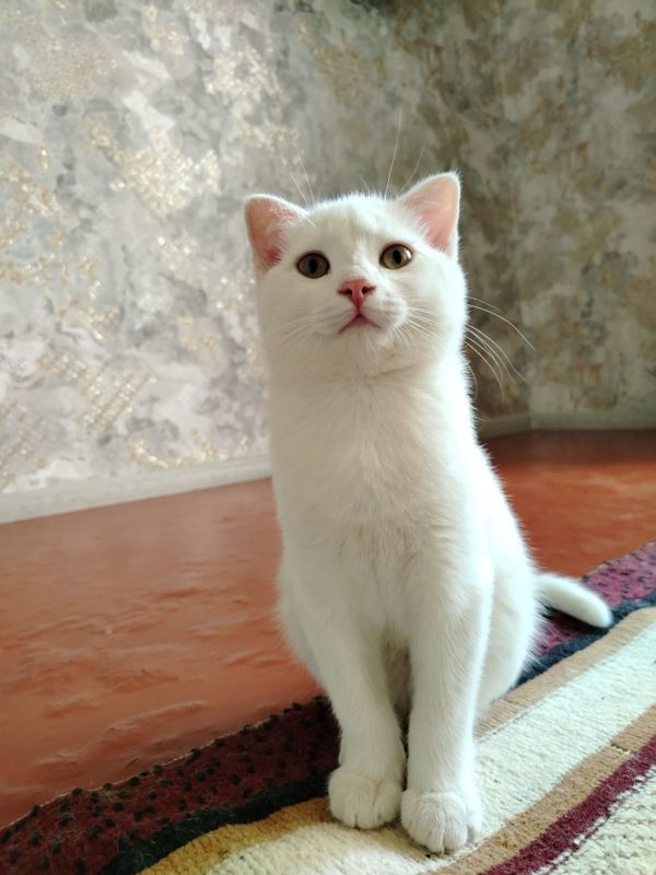 Zolotoy shinshila va fold bolalari Zolotoy shinshila va fold bolalari
