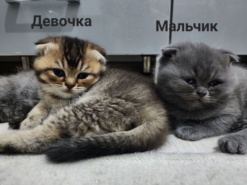 Продаётся милые котята Продаётся милые котята