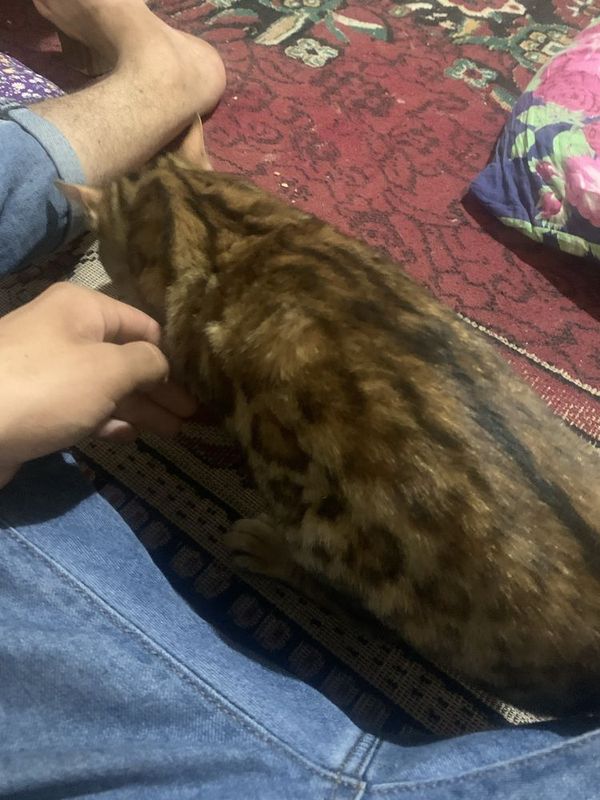 mushuk kafolat bn jotli mushuk kafolat bn jotli