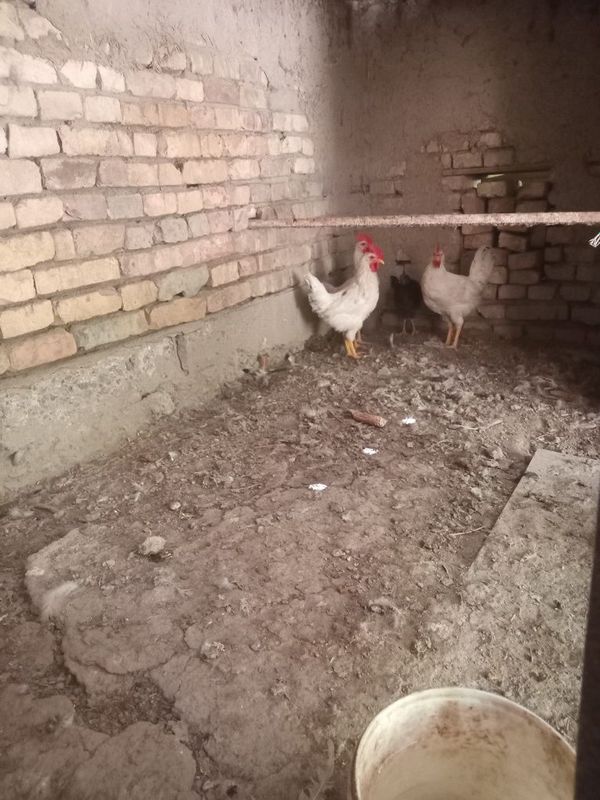 Xurozlar sotiladi 4 dona