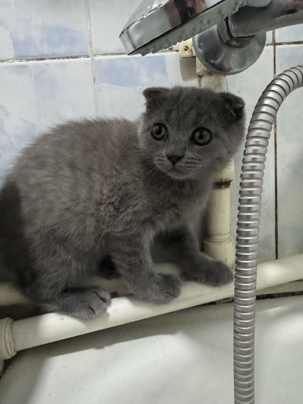 Продается котенок фолд Продается котенок фолд