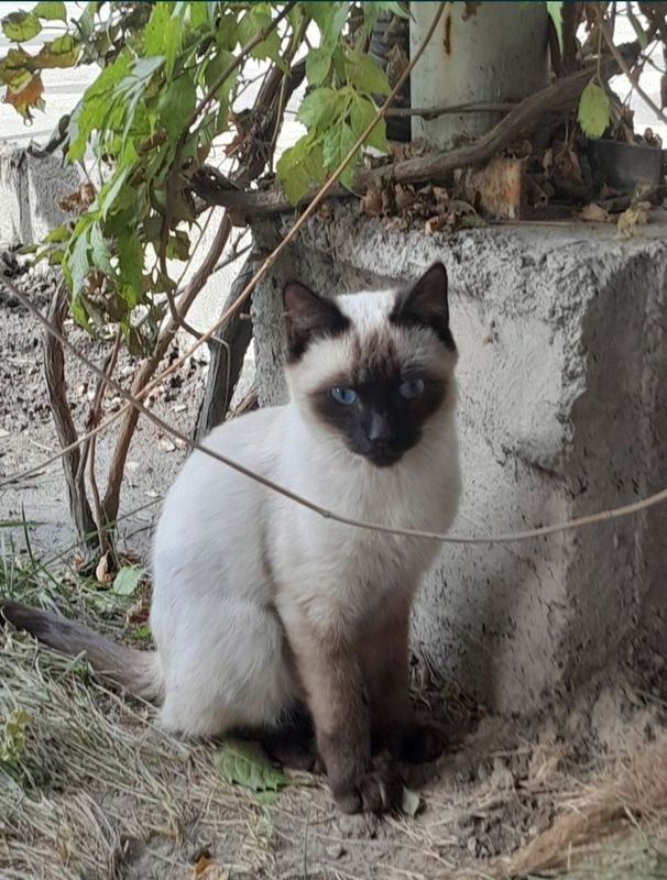 Siamiskiy Mushuk