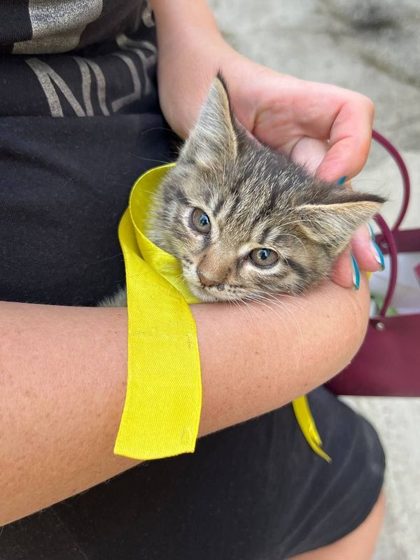 Котёнок Отдадим ответственным терпеливым людям Котёнок Отдадим ответственным терпеливым людям