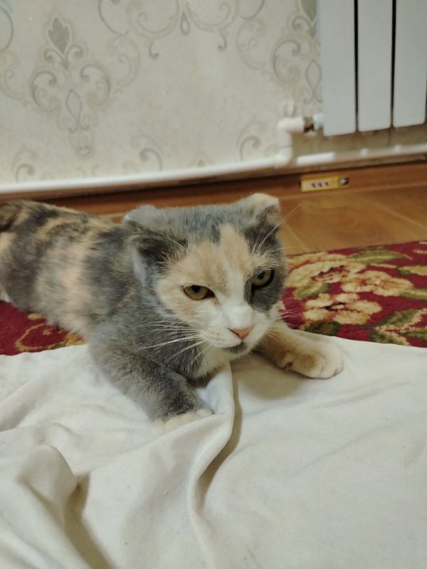Не абичние Кошка Не абичние Кошка
