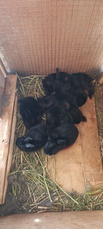 Quyonchala razmeri oyi har hil ranglariyam bor narxini kelwamza Quyonchala razmeri oyi har hil ranglariyam bor narxini kelwamza