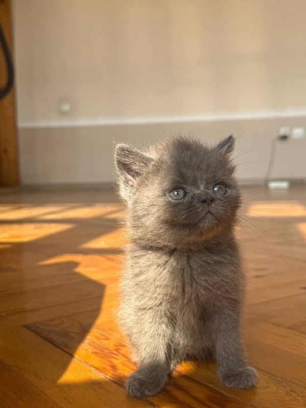 Mushuk 2 oyli qiz bola korim yidi latok bladi Mushuk 2 oyli qiz bola korim yidi latok bladi